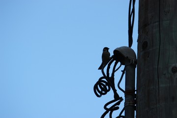 Silhouette of a small bird peched on coiled wires attached to a power post