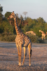 Girafe
