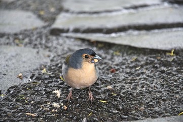 beautiful little bird with bread crumb in the mouth