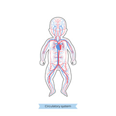 circulatory system anatomy