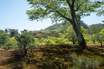 Water pond, tree with reflection in Japanese zen garden Kyoto Japan