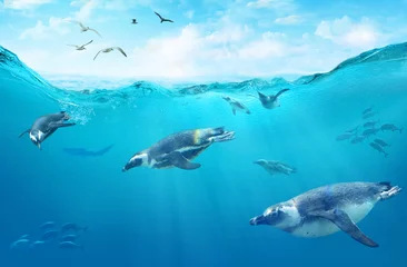 Foto auf Acrylglas Eine Herde afrikanischer Pinguine, die zwischen Fischen tauchen. Ozean unter Wasser mit Meerestieren. Sonnenstrahlen durch die Wasseroberfläche. © silvae