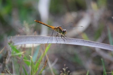 Medium close up of a dragonfly perched on a dry leaf