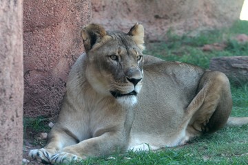 Lion lying on a grassy patch