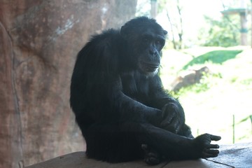 Gorilla sitting on a ledge
