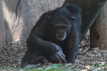 Gorilla sitting leaning on a big tree trunk