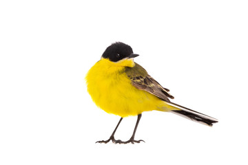 wagtail  isolated on a white background  in studio shot