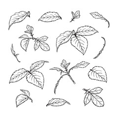 Vector Leaves set. Hand drawn Leaf Sketch. Elements of Branches and Leaves of Roses isolated on white background