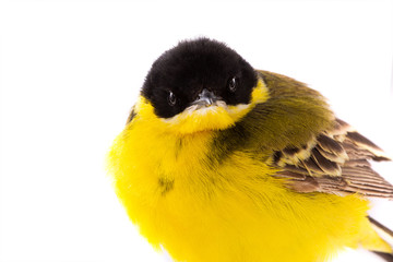  portrait wagtail  isolated on a white background  in studio shot