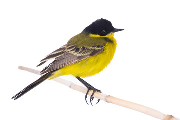wagtail  isolated on a white background  in studio shot