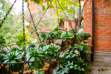 Hanging garden - succulent plants in similar twine pots. Green garden at home.