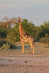 Girafe