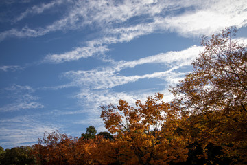 京都ぶらり、すじ雲、むら雲、明日は雨か