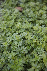 Background of green bio parsley