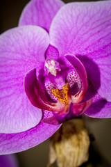 Orchid flowers closeup and isolated