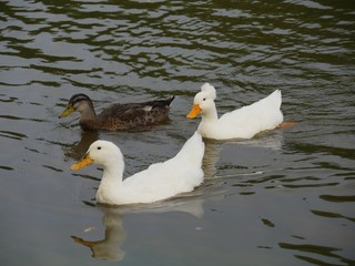 Ducks swimming in the pond with reflections in the water