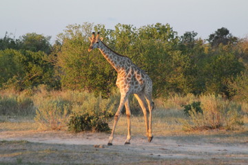Girafe