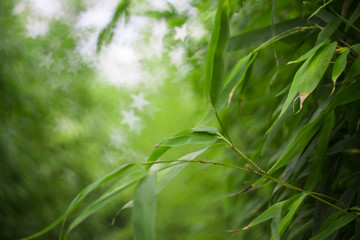 Bambou background avec bokeh en étoiles