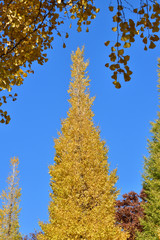 Fototapeta premium 青空を背景にして、黄葉したイチョウの樹の梢を撮影した写真