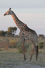 Girafe