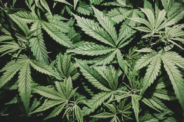 Medical marijuana. Background of cannabis leaves. A large amount of marijuana. Growing cannabis...