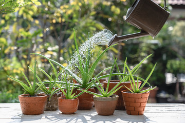 Morning outdoor activity to watering aloe vera pot plant