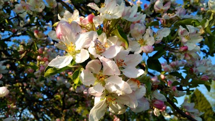 Background, background, texture stones, tree, fir, old masonry, beautiful masonry, fire, landscape, chrome key.