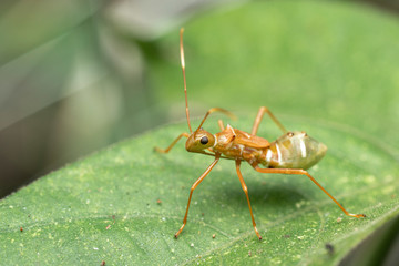 Juvenile Riptortus serripes, a pod-sucking bug that mimics green weaver ants