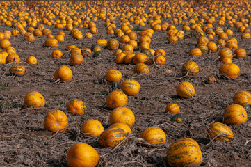 Pumpkins' field in autum