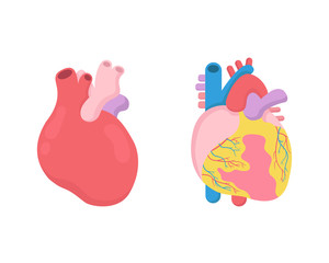 Human heart anatomy vector. Human hearts illustration. Vector illustration.