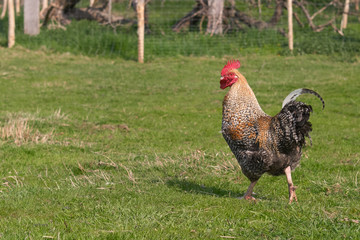 Silver Double Laced Barnevelder Colorful rooster on grass