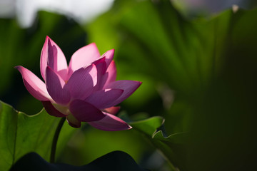 The lotus is very beautiful