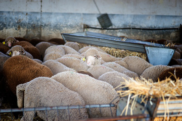 Merino sheep (ovis aries) eating and inside the stable and a sheep staring or watching