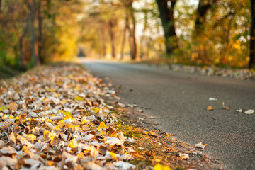 Pathway in the colorful autumn forest focusing on leaves