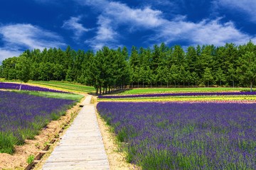 Obraz premium 北海道・上富良野町 夏の花畑 3
