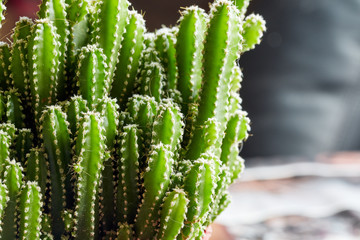 large decorative green cactus with small needles