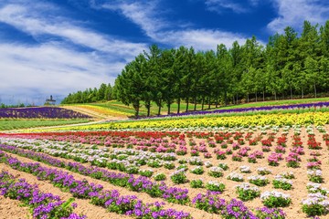 北海道・上富良野町 夏の花畑の風景