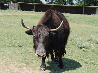 Close up of a horned brown cow standing in a meadow