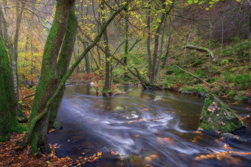 A stream flows through a dense forest with yellow and brown leaves on the ground and mossy trees
