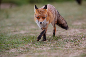 Red Fox in the dunes of the Amsterdam water supply area near the village of Zandvoort