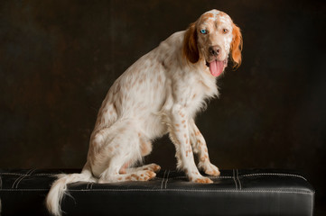 English setter breed dog sitting on a bench