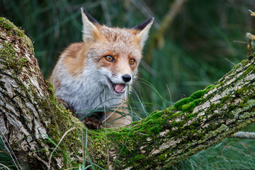 Red Fox in the dunes of the Amsterdam water supply area near the village of Zandvoort - obrazy, fototapety, plakaty