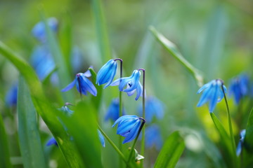 bluebells