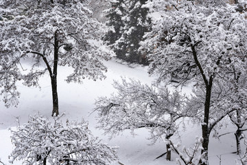 Trees in the snow in a winter park. Winter landscape.