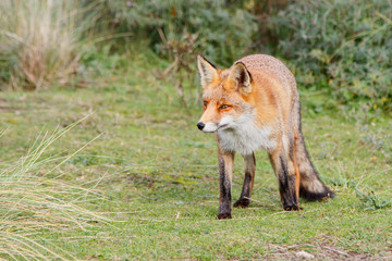 Naklejka na ściany i meble Red Fox in the dunes of the Amsterdam water supply area near the village of Zandvoort