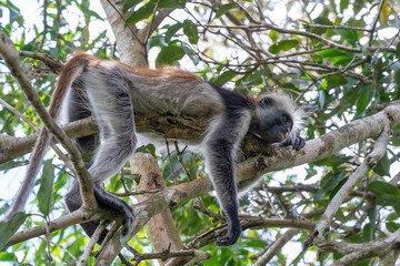 Wild red colobus monkey sitting on the branch in tropical forest on the island of Zanzibar, Tanzania, Africa