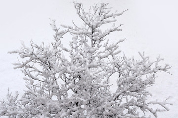 Snow covered tree during a snowfall. Close-up.