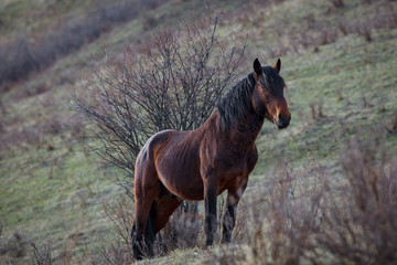 Fototapeta premium horse in the field