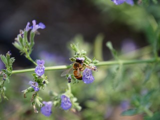 Medium wide shot of a bee sucking nectar from violet flowers in a garden