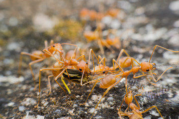 macro close up ants are helping to transport food 